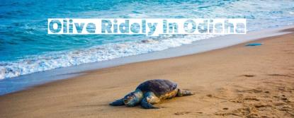 plan a memorable bhubaneswar holiday in odisha
